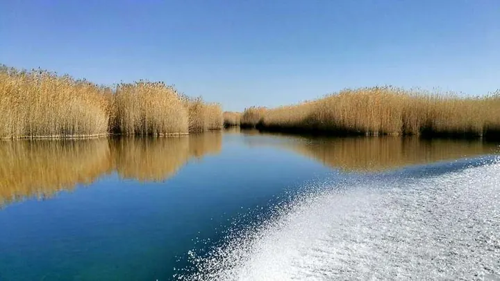 Calm blue water running between tall pale reed beds
