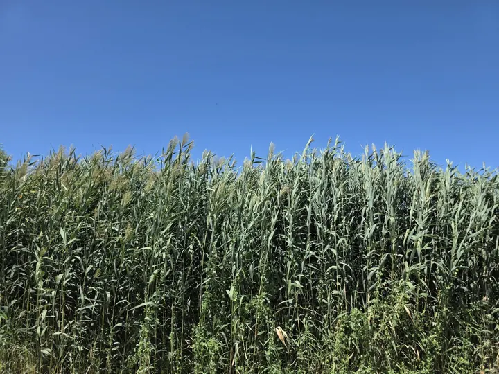 A dense wall of mature green reeds under blue sky