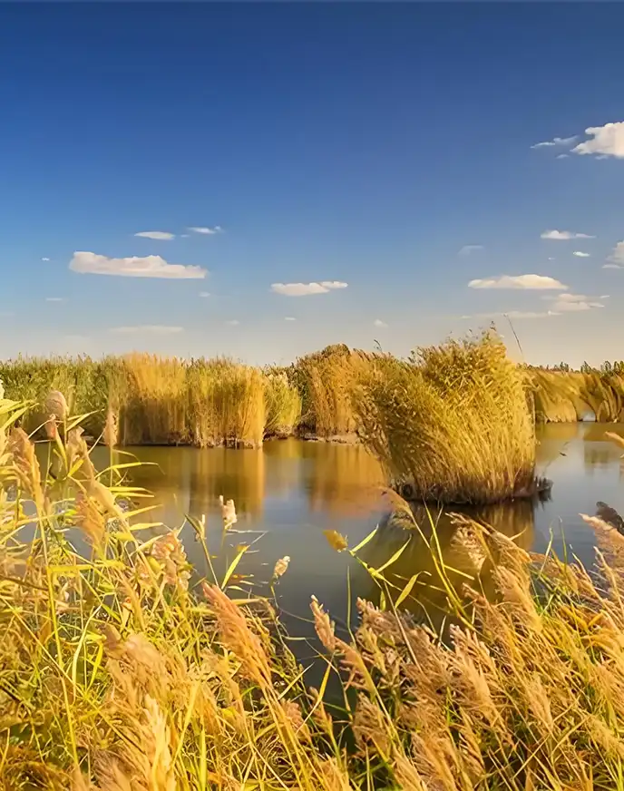 Natural reed growing beside water