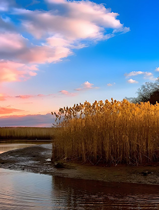 Natural reed field by water at sunset